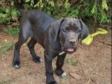 À vendre, 2 chiots femelles Cane Corso (LOF)