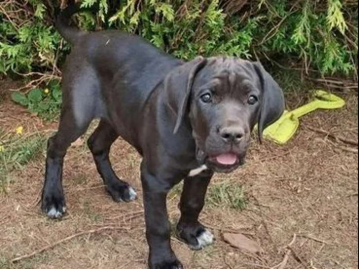 À vendre, 2 chiots femelles Cane Corso (LOF)