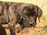 À vendre, 2 chiots femelles Cane Corso (LOF)