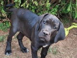 À vendre, 2 chiots femelles Cane Corso (LOF)