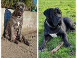 À vendre, 2 chiots femelles Cane Corso (LOF)