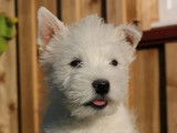 À vendre, un chiot mâle Westie LOF