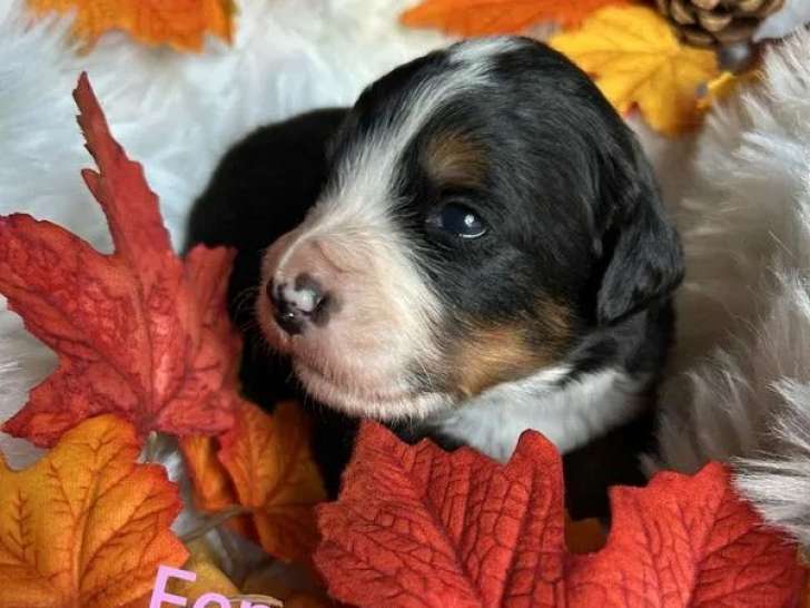 À réserver, 5 chiots Bouvier Bernois (LOF)
