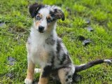 À vendre, 1 chiot mâle Berger Américain Miniature bleu merle (LOF)