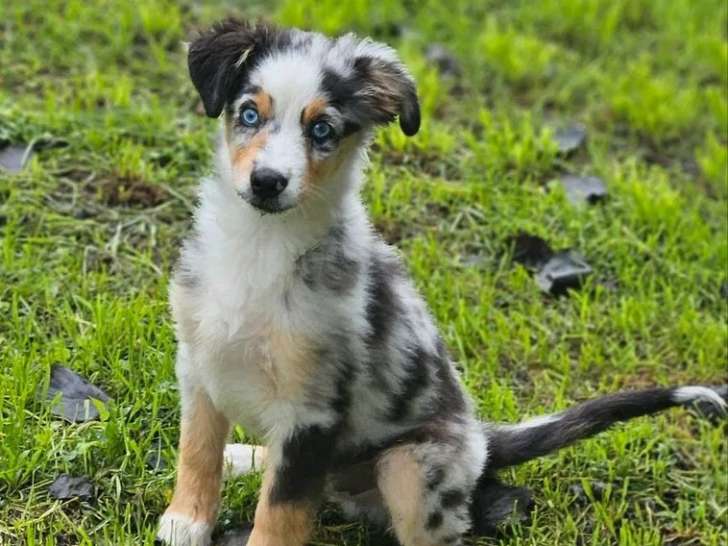À vendre, 1 chiot mâle Berger Américain Miniature bleu merle (LOF)