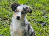 À vendre, 1 chiot mâle Berger Américain Miniature bleu merle (LOF)