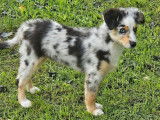 À vendre, 1 chiot mâle Berger Américain Miniature bleu merle (LOF)