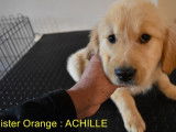 3 chiots mâles Golden Retriever LOF à réserver