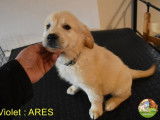 3 chiots mâles Golden Retriever LOF à réserver