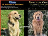 3 chiots mâles Golden Retriever LOF à réserver