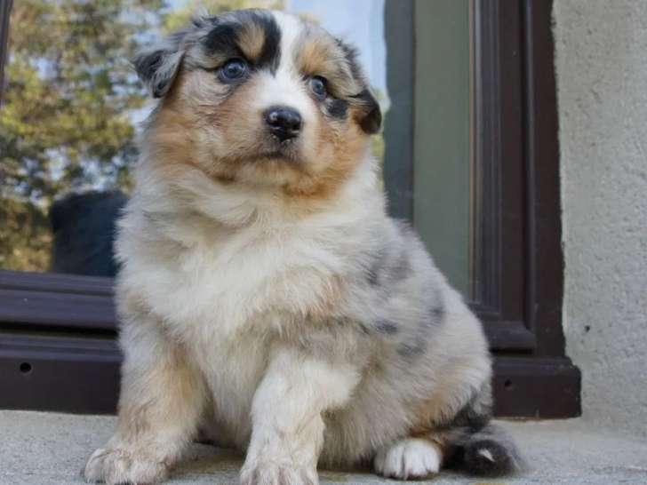 À réserver, 2 chiots femelles Berger Australien (LOF)