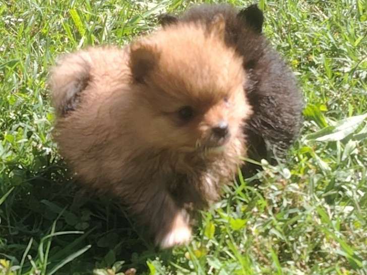 chiots Pomeranian de la portée à 4 semaines d'Age.
