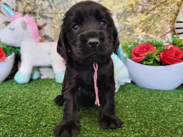 À réserver, des chiots Cocker anglais (LOF)