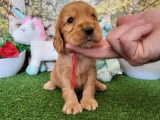 À réserver, des chiots Cocker anglais (LOF)