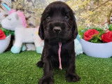 À réserver, des chiots Cocker anglais (LOF)