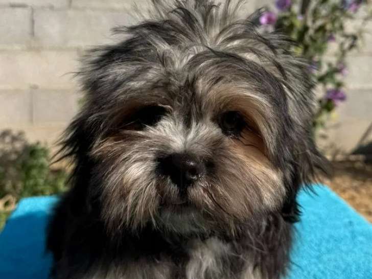 Chiots Lhassa Apso disponibles à la réservation (LOF)