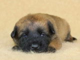 À réserver, 6 chiots Bergers Belges Malinois (LOF)