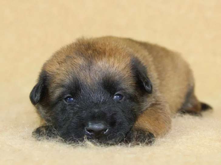 À réserver, 6 chiots Bergers Belges Malinois (LOF)