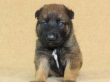 À réserver, 6 chiots Bergers Belges Malinois (LOF)