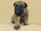 À réserver, 6 chiots Bergers Belges Malinois (LOF)