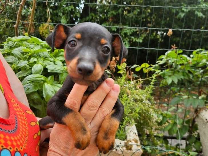 4 chiots Pinscher Nain LOF, noirs et feu, nés en juin 2025