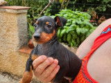 4 chiots Pinscher Nain LOF, noirs et feu, nés en juin 2025