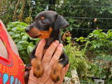 4 chiots Pinscher Nain LOF, noirs et feu, nés en juin 2025