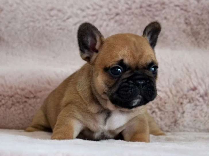 À réserver, 2 chiots Bouledogue Français LOF