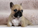 À réserver, 2 chiots Bouledogue Français LOF