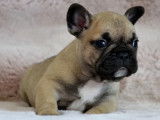 À réserver, 2 chiots Bouledogue Français LOF