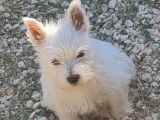 Chiot femelle Westie LOF disponible à la vente