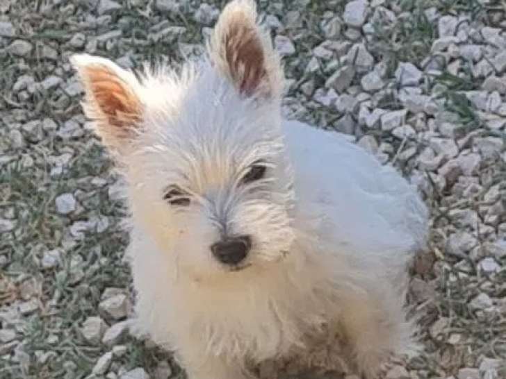 Chiot femelle Westie LOF disponible à la vente