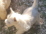 Chiot femelle Westie LOF disponible à la vente