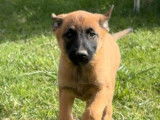 Chiots Bergers Malinois LOF, nés en juillet 2025, 1 mâle et 2 femelles disponibles