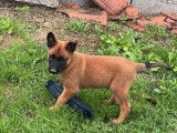 Chiots Bergers Malinois LOF, nés en juillet 2025, 1 mâle et 2 femelles disponibles