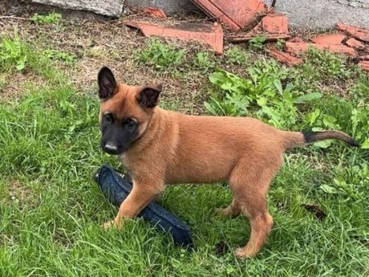 Chiots Bergers Malinois LOF, nés en juillet 2025, 1 mâle et 2 femelles disponibles