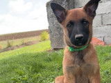 Chiots Bergers Malinois LOF, nés en juillet 2025, 1 mâle et 2 femelles disponibles