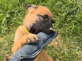 Chiots Bergers Malinois LOF, nés en juillet 2025, 1 mâle et 2 femelles disponibles