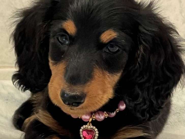 1 chiot femelle Teckel Nain à poil long LOF, née en juillet 2025