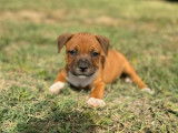 Adorables chiots Staffordshire Bull Terrier à vendre, 2 mâles LOF