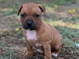 Adorables chiots Staffordshire Bull Terrier à vendre, 2 mâles LOF