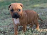 Adorables chiots Staffordshire Bull Terrier à vendre, 2 mâles LOF