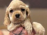 À réserver, 1 chiot femelle Cocker Américain LOF de juillet 2025