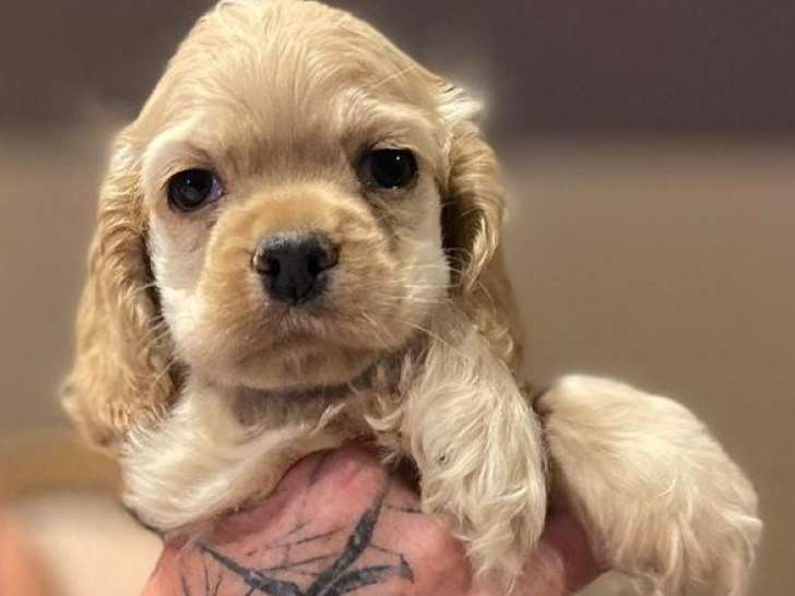 À réserver, 1 chiot femelle Cocker Américain LOF de juillet 2025