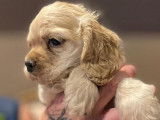 À réserver, 1 chiot femelle Cocker Américain LOF de juillet 2025
