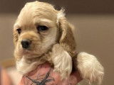 À réserver, 1 chiot femelle Cocker Américain LOF de juillet 2025