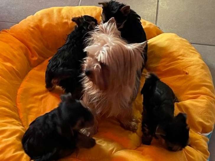 À réserver, 5 chiots Yorkshire LOF, nés en août 2025