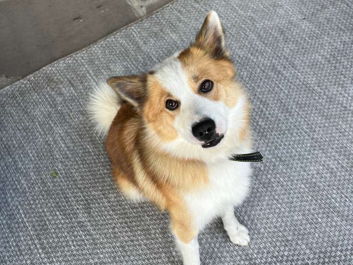 Chien adulte de race Berger d'Islande Mâle à donner
