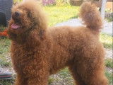 1 chien Caniche Nain LOF Fauve/Rouge disponible pour saillie
