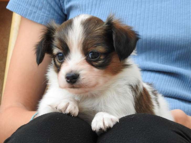À réserver, 3 chiots mâles Epagneul Nain Continental Papillon LOF, nés en juillet 2025